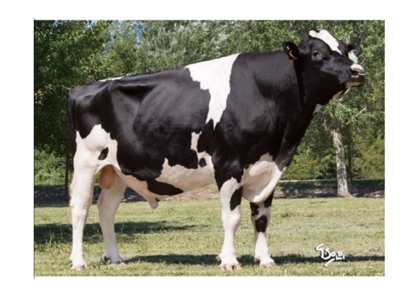 Genética italiana que “permite expresar el mayor potencial de la vaca lechera” en Paraguay