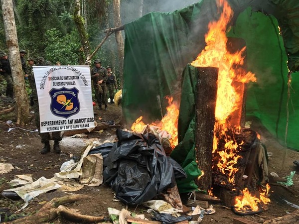 Ciudad del Este: Destruyen plantaciones de marihuana en incursiones realizadas en la zona sur de Alto Paraná » Ñanduti