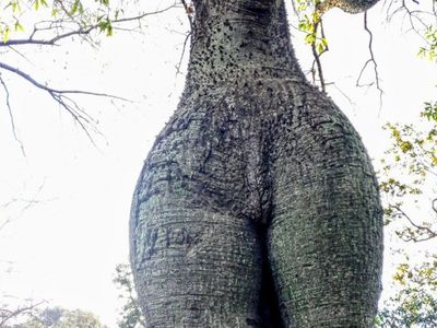 Furor por samu'u sensual: "Tiene más curvas que yo"