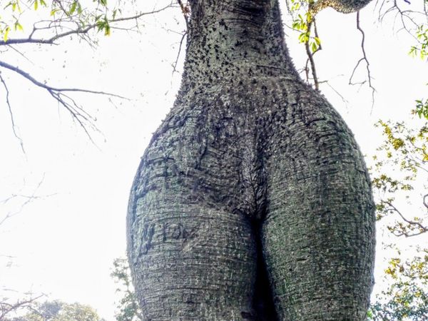 Furor por samu'u sensual: "Tiene más curvas que yo"