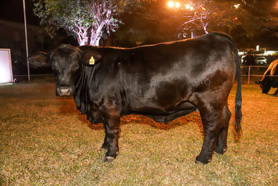 Atlas presenta Champion of the World Edition de agroganadera Pukavy
