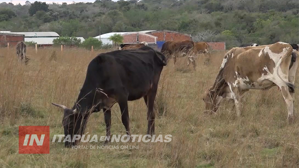 NUEVOS HECHOS DE ABIGEATO EN ITAPÚA