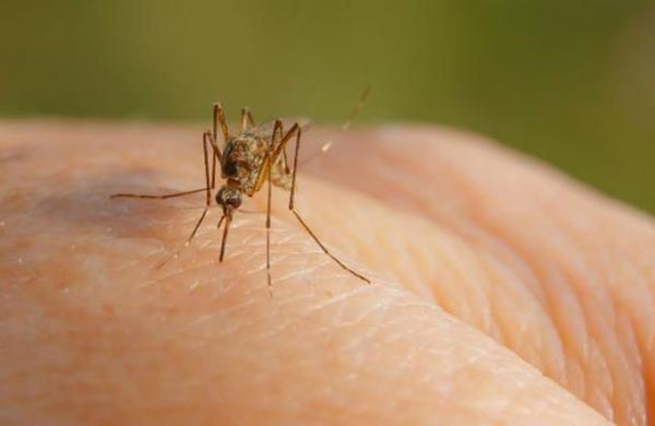 Aprueban un plan para liberar 750 millones de mosquitos modificados genéticamente - C9N
