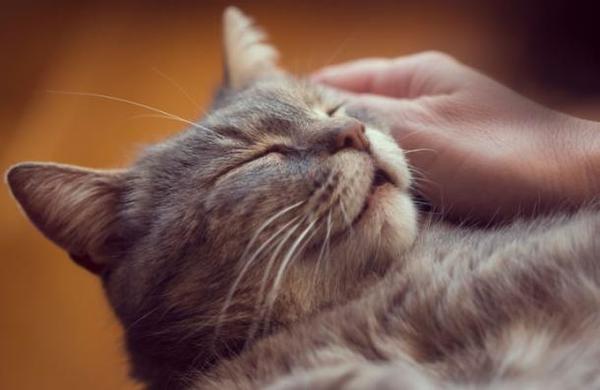 Encuesta revela que los gatos se han vuelto más cariñosos durante el confinamiento - C9N