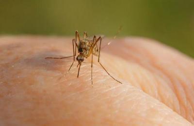 Aprueban un plan para liberar 750 millones de mosquitos modificados genéticamente - SNT