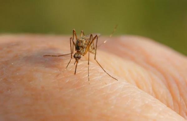 Aprueban un plan para liberar 750 millones de mosquitos modificados genéticamente - SNT