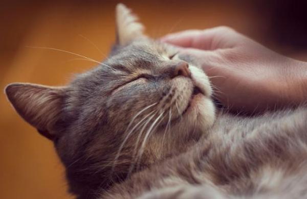 Encuesta revela que los gatos se han vuelto más cariñosos durante el confinamiento - SNT