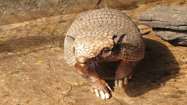 Cacería, tala y quemazones atacan a especies del Paraguay