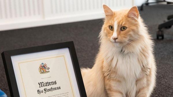 Mittens, el gato influencer que compite como neozelandés del año » Ñanduti