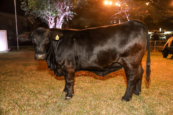Atlas presenta Champion of the World Edition de agroganadera Pukavy