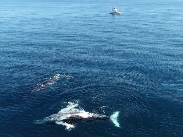 Los océanos serán claves para asegurar el abastecimiento mundial