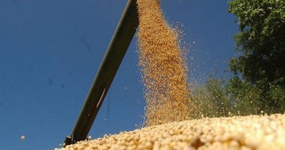 Molienda se retrae aún más en el mes de julio