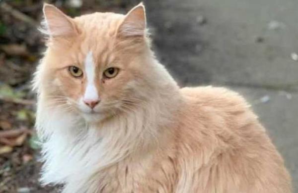 El gato que compite con la primera ministra de Nueva Zelanda por ser el 'ciudadano del año' en ese país - SNT