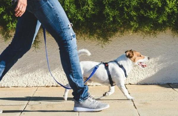 Alemania obligará a pasear a los perros dos veces al día durante una hora - C9N