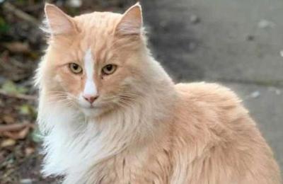 El gato que compite con la primera ministra de Nueva Zelanda por ser el 'ciudadano del año' en ese país - C9N