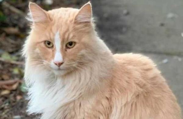 El gato que compite con la primera ministra de Nueva Zelanda por ser el 'ciudadano del año' en ese país - C9N