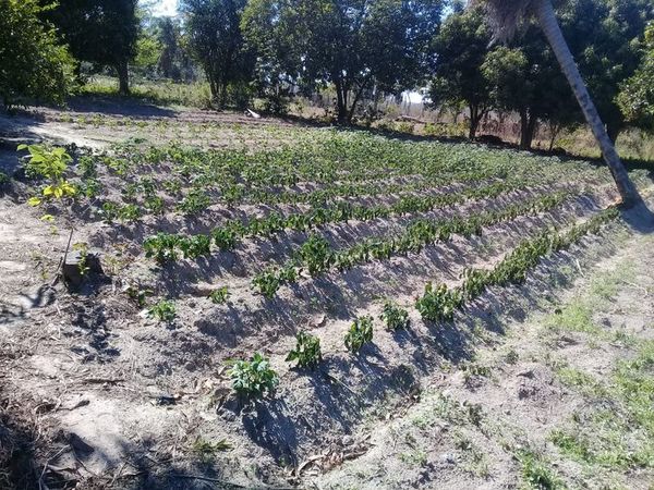 Helada acentúa la crisis en el campo - Nacionales - ABC Color