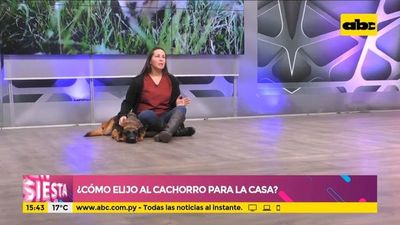 ¿Cómo elijo al cachorro para la casa? - Ensiestados - ABC Color