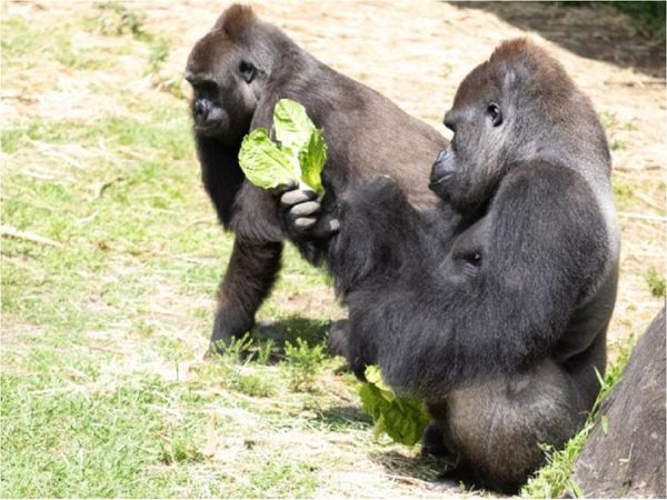 Organizan registro de regalos para baby shower de una gorila preñada