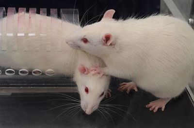 Un tratamiento con células madre ofrece esperanzas a los diabéticos - Ciencia - ABC Color
