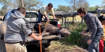 Rescatan en estancia chaqueña un mboreví