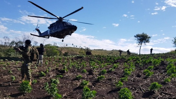 En operativo conjunto entre Paraguay y Brasil eliminan 270 toneladas de marihuana