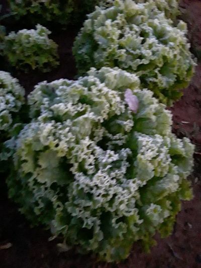 Heladas dañaron hortalizas y cultivos para el consumo en Misiones - Nacionales - ABC Color