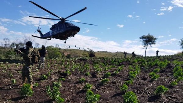Paraguay y Brasil sacan de circulación 270 Toneladas de Marihuana en Amambay