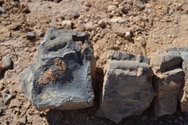 Identifican dos reptiles marinos jurásicos que moraron el desierto de Atacama » Ñanduti