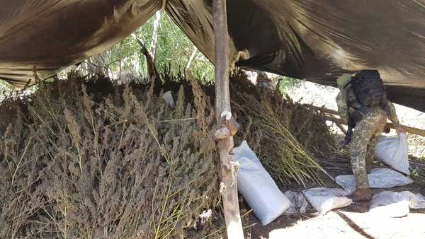 Paraguay y Brasil sacan de circulación 270 Toneladas de Marihuana en Amambay