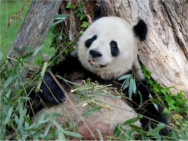 Nace un panda en el zoo de Washington