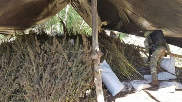 Paraguay y Brasil sacan de circulación 270 Toneladas de Marihuana en Amambay