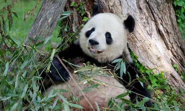 Nace un panda en el zoo de Washington - Digital Misiones