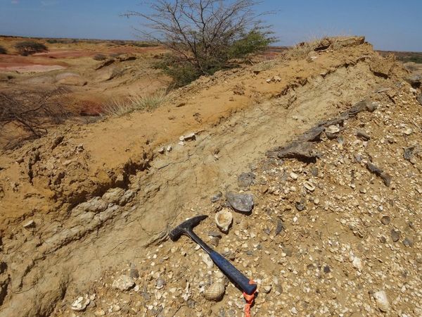 Descubren 2 nuevas especies de bagre más antiguas que el istmo de Panamá