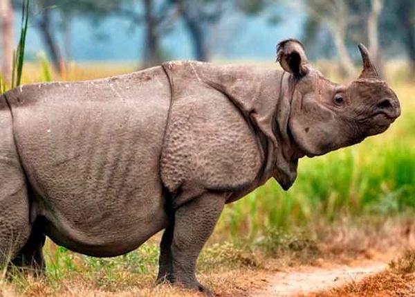 Científicos quieren clonar al rinoceronte de Sumatra extinto en Malasia » Ñanduti