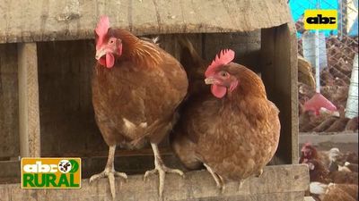 Abc Rural: Qué tener en cuenta en la cría de gallinas ponedoras - ABC Rural - ABC Color