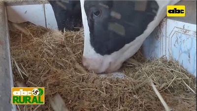 Abc Rural: Nutrición de precisión y uso de programas para raciones - ABC Rural - ABC Color