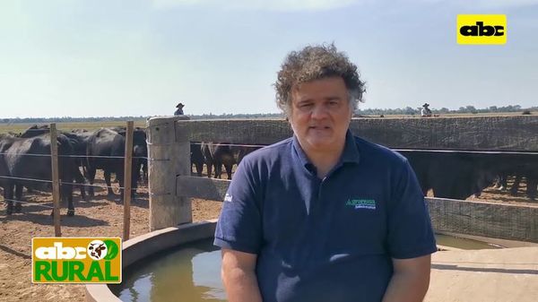 Abc Rural: Nutrición de ganado bovino a ciclo completo en Alto Paraguay - ABC Rural - ABC Color