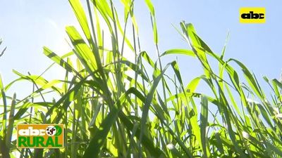 Abc Rural: Implementación de abonos verdes en suelos mal drenados - ABC Rural - ABC Color