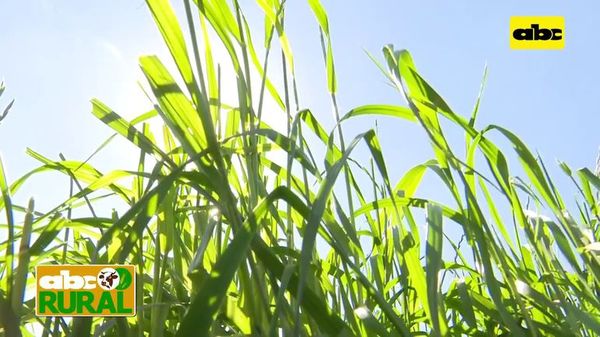 Abc Rural: Implementación de abonos verdes en suelos mal drenados - ABC Rural - ABC Color