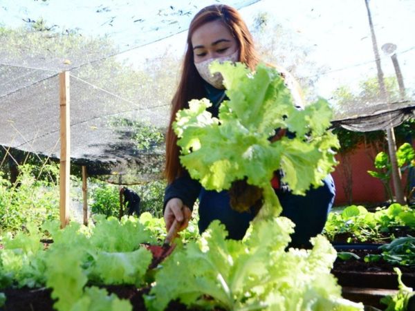 Las huertas comunitarias buscan beneficiar a 1.500 familias en CDE
