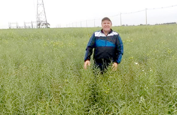 Heladas afectan una pequeña parte del cultivo de trigo en el Alto Paraná