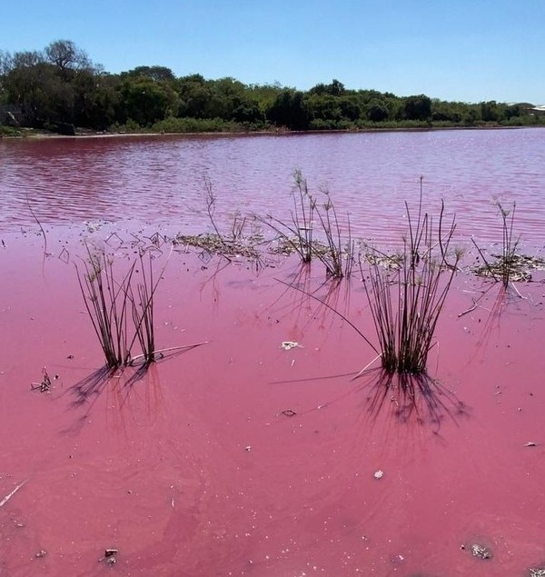 Posteo de Di Caprio obra “milagro” y moviliza a autoridades paraguayas sobre contaminada Laguna Cerro - La Mira Digital
