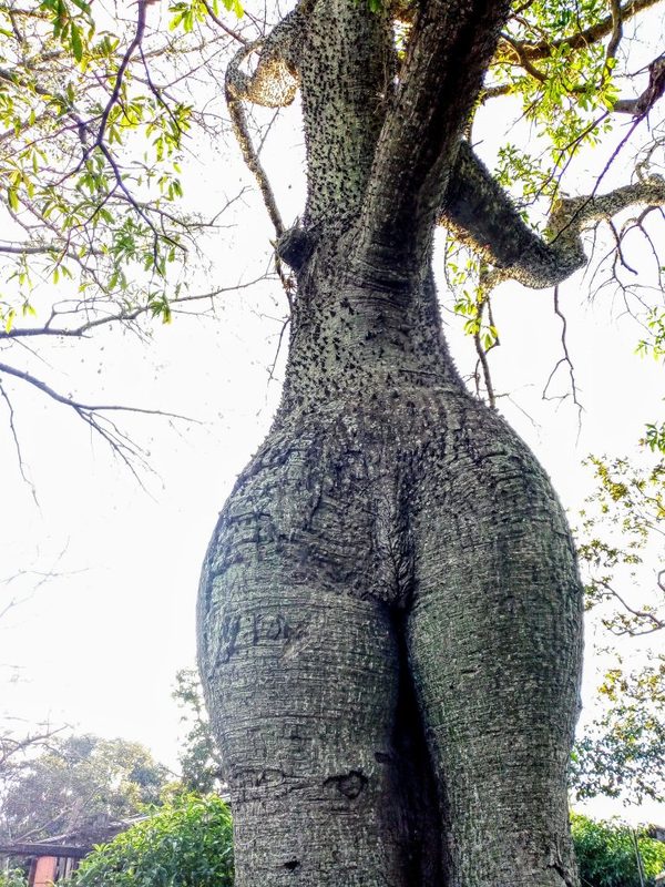 “Samu´u Doncella” se impone como el árbol de la gente