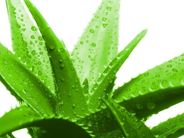 10 beneficios del aloe vera o sábila