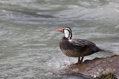 El cambio climático disminuye las especies en los trópicos » Ñanduti
