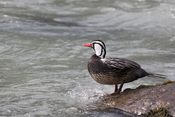 El cambio climático disminuye las especies en los trópicos » Ñanduti