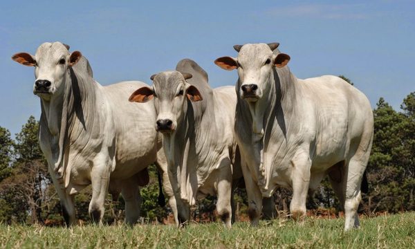 Ganaderos buscan apoyo para trazabilidad bovina