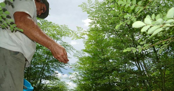 La planta milagrosa que puede ayudar a prevenir o atenuar el COVID-19