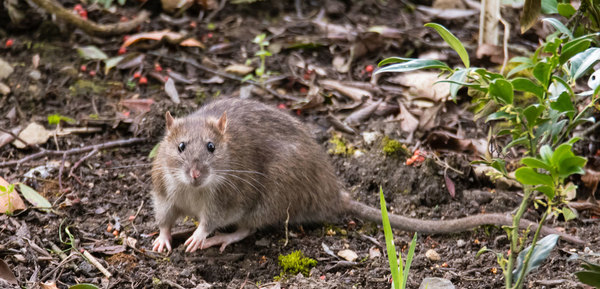Hantavirus, el otro virus del que hay que cuidarse